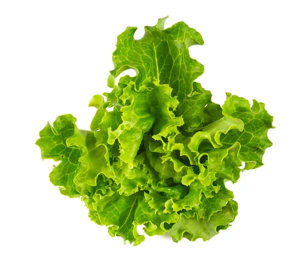 Lettuce Isolated White — Stock Photo, Image