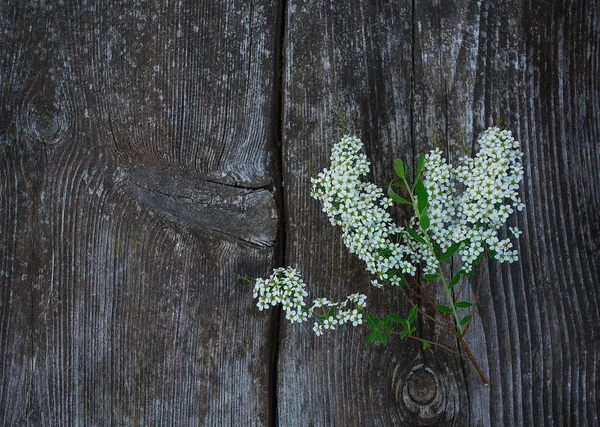 Viburnum Lantana Buske Med Vita Blommor Våren — Stockfoto