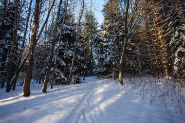 Güneşli bir günde kış ormanı