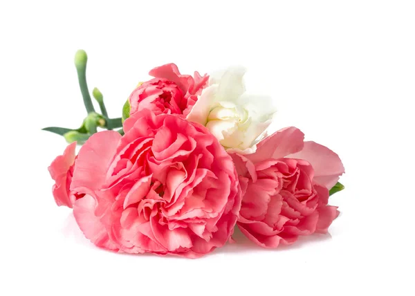 Carnation Flowers Isolatde White — Stock Photo, Image