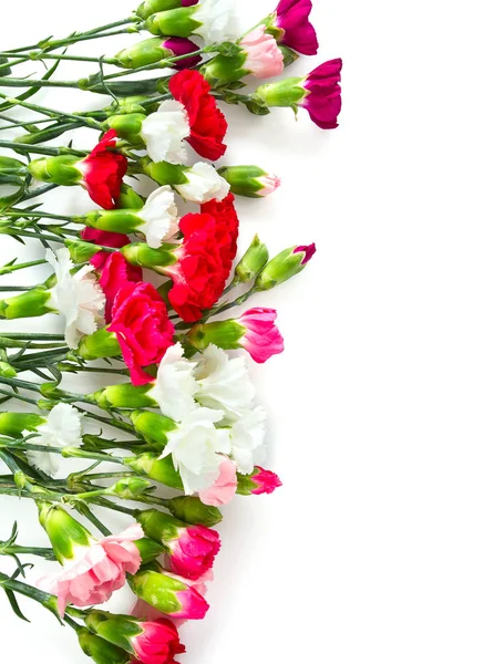 Квіти Гвоздики Ізолат Білому — стокове фото