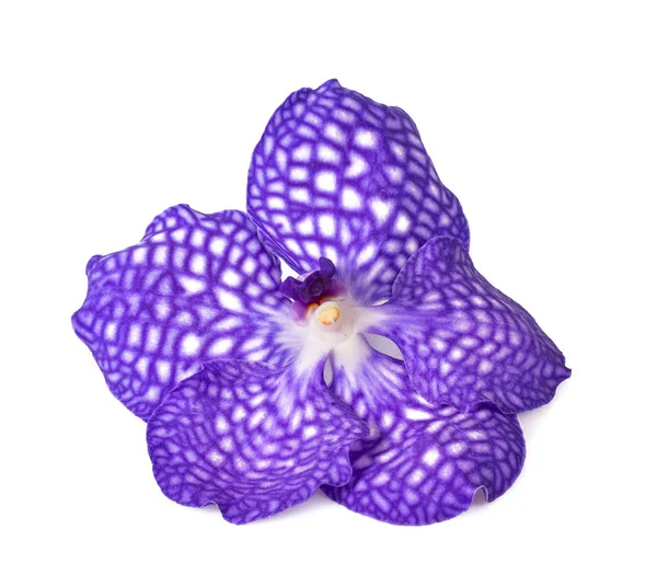 Fiore Orchidea Viola Isolato Bianco — Foto Stock