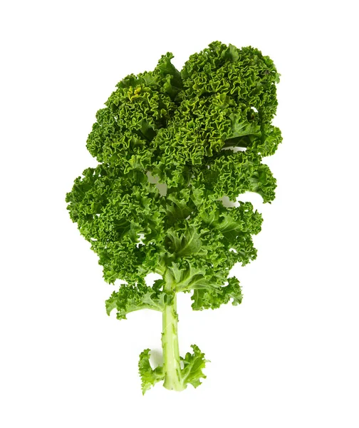 Kale isolated on white — Stock Image Kale Isolated White Stock Image