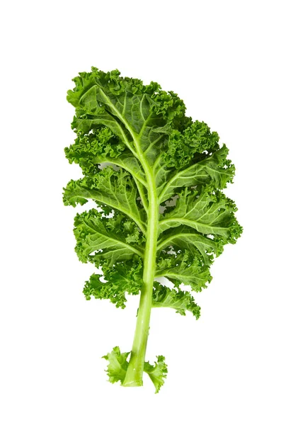 Kale Isolated White — Stock Photo, Image