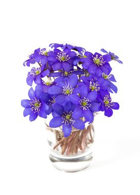 beyaz izole mantarı nobilis