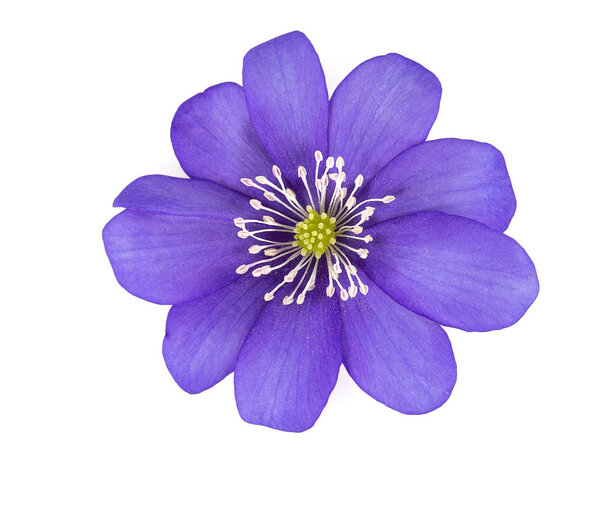 Hepatica nobilis isolated on white
