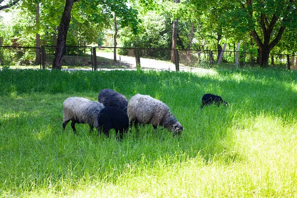 Kudde Schapen Groene Veld — Stockfoto