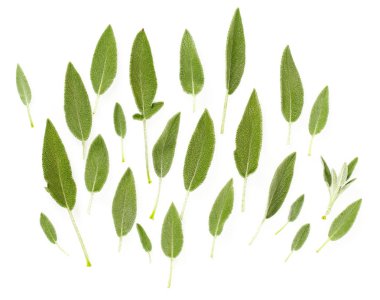 adaçayı yaprakları beyaz üzerine izole 