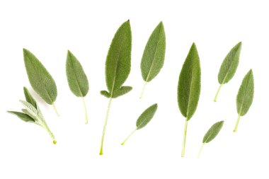 adaçayı yaprakları beyaz üzerine izole 