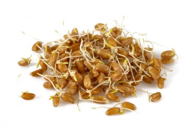 beyaz zemin üzerinde buğday mikroplar