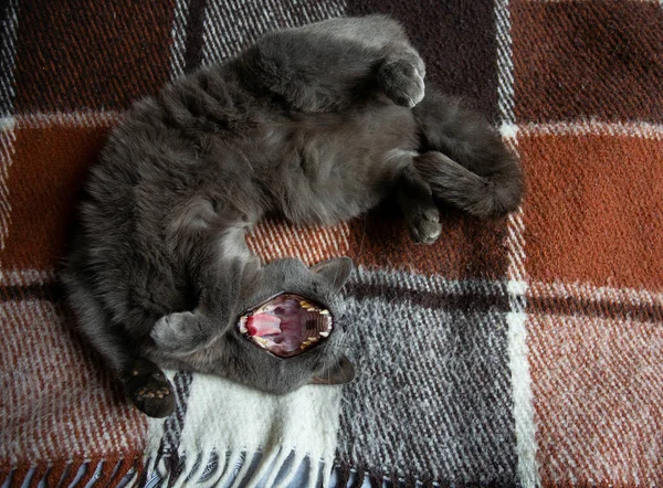 Зевающий Кот Одеяле — стоковое фото