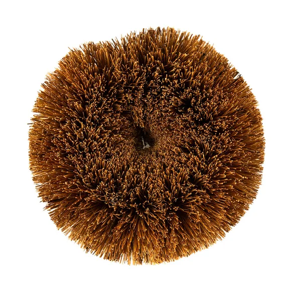 Brown Natural Coconut Fiber Brush — Stockfoto