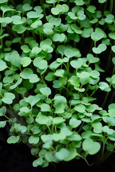 Grön Rättika Groddar Växer — Stockfoto