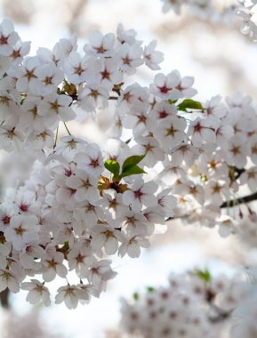 Bahar aylarında kiraz ağaçları çiçek açan