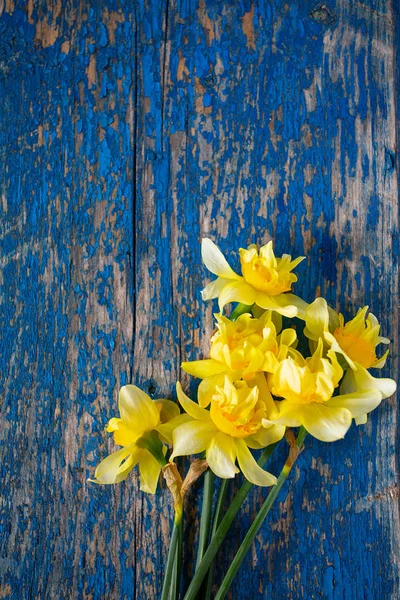 Narciso Amarillo Narcissus Poeticus — Foto de Stock