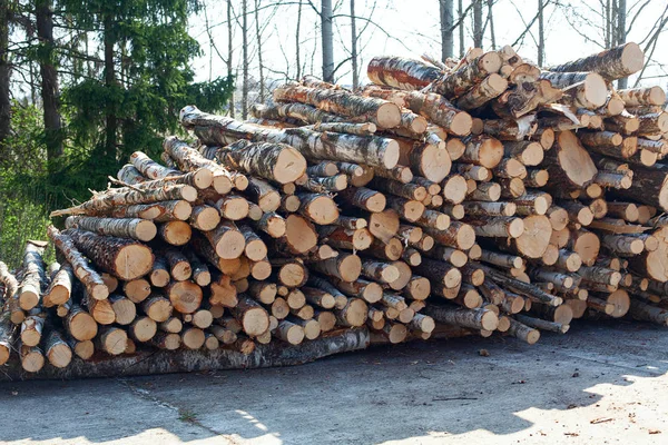 Ein Haufen Birkenbrennholz — Stockfoto