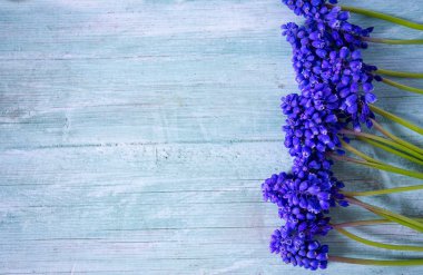Ahşap zemin üzerine mavi muscari çiçekler (üzüm sümbül)