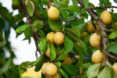 Ağaçta olgun sarı erikler