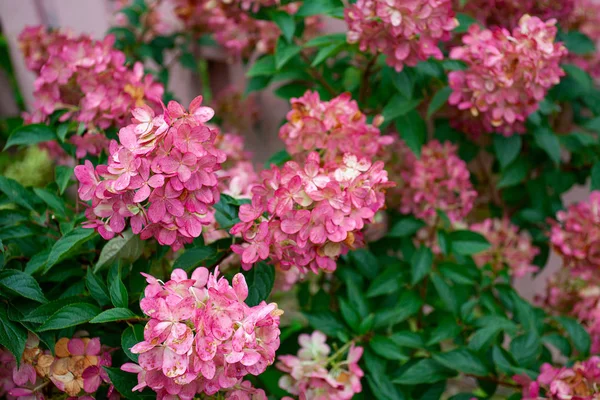 Růžové hortenzie proti plotu — Stock fotografie