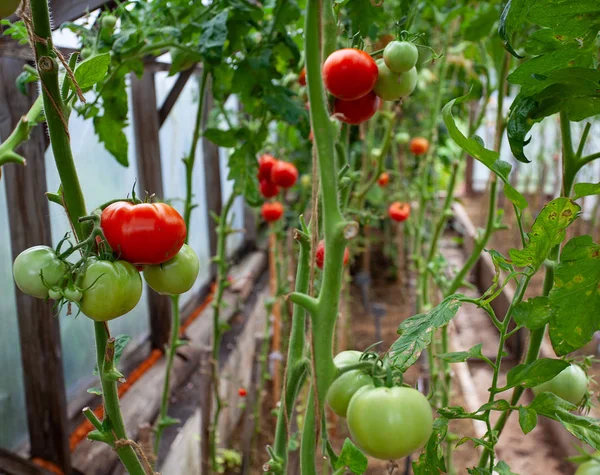 Growing tomatoes in a glass house — Stock Photo, Image