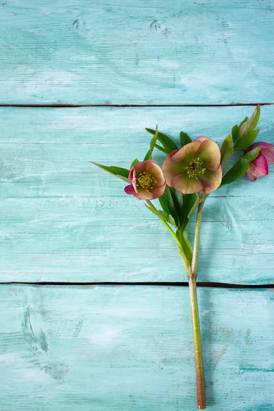 Helleborus kwiat na powierzchni drewnianej — Zdjęcie stockowe