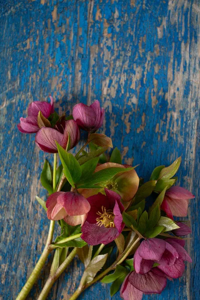 Helleborus flower on wooden surface — Stock Photo, Image