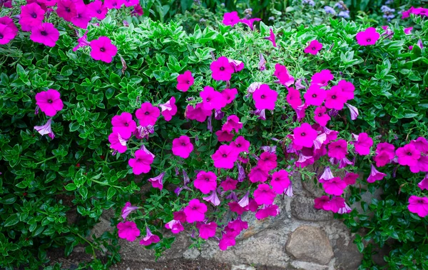 Beautiful wall of flowers (petunia and succulents) — Stock Photo, Image