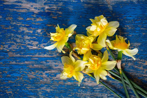 Yellow narcissus (Narcissus poeticus) — Stock Photo, Image