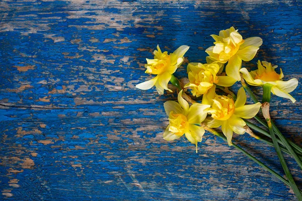 Yellow narcissus (Narcissus poeticus) — Stock Photo, Image