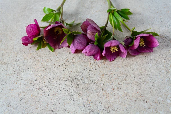 Helleborus flower on wooden surface — Stock Photo, Image