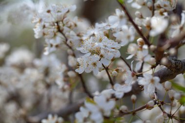 Bir bahar günü kiraz çiçekleri