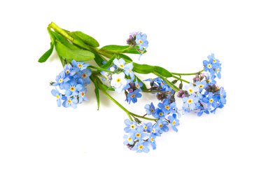 Taze mavi demet beni unutun çiçek değil