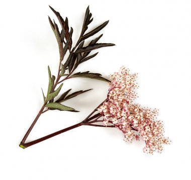 Siyah mürver çiçeği beyaz izole