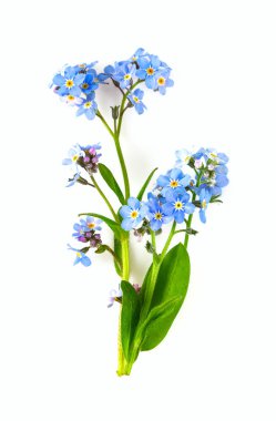 Taze mavi demet beni unutun çiçek değil