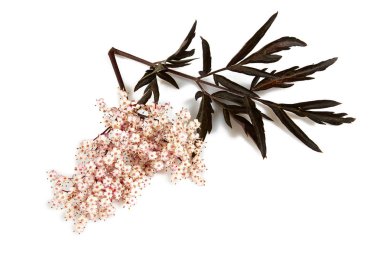 Siyah mürver çiçeği izole 