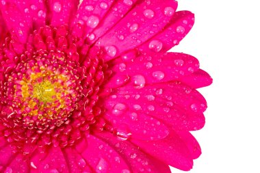 Pembe gerbera beyaza izole edilmiş.