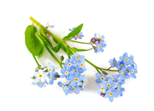 Bunch of fresh blue forget me not flower — Stock Photo, Image