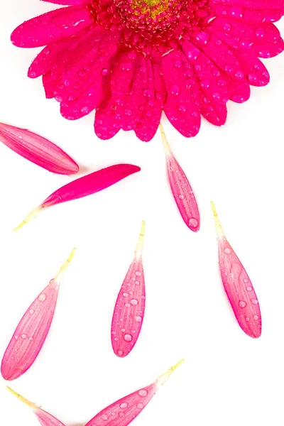 在白色上隔离的粉红芙蓉 — 图库照片