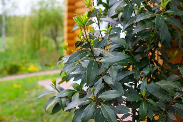 Growing bay leaf growing in a flower pot — Stock Photo, Image