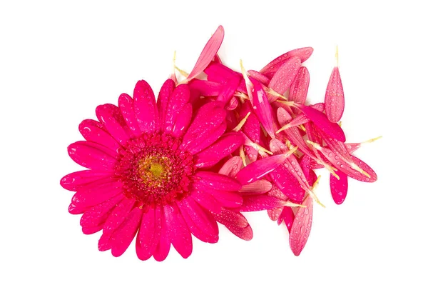 Gerberas pétalos de flores — Foto de Stock