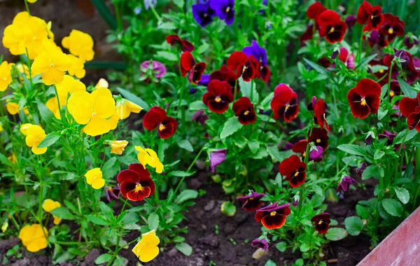 Parlak ve renkli büyüyen pansy çiçekler — Stok fotoğraf