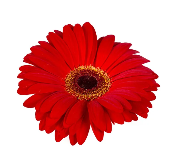 红色非洲菊隔离 — 图库照片