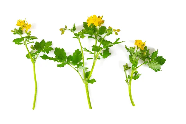 Celandine flower isolated on white background — Stock Photo, Image