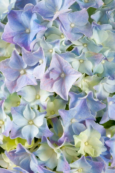 Flor de hortênsia azul isolada sobre branco — Fotografia de Stock