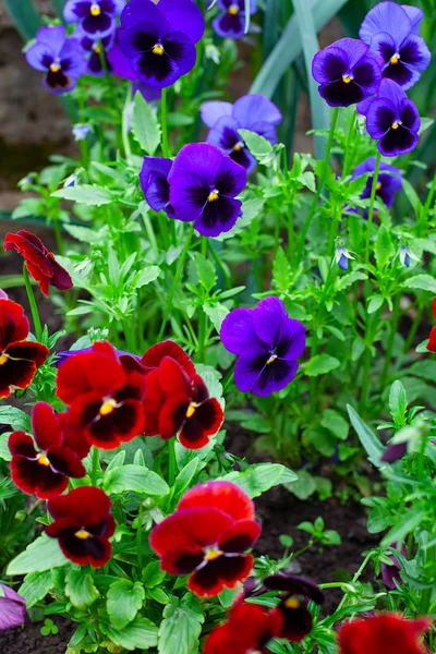 Bright and colorful growing pansy flowers — Stock Photo, Image