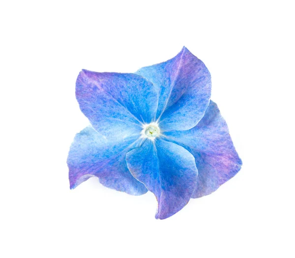 Flor azul de hortensias aislada en blanco —  Fotos de Stock