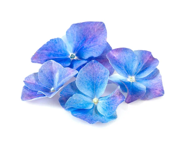 Květina modrá hortenzie, izolované na bílém — Stock fotografie