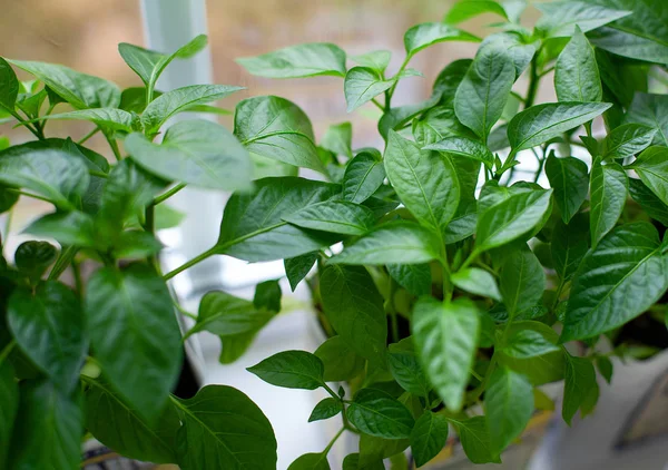 Pepper seedlings on window — Stock Photo, Image