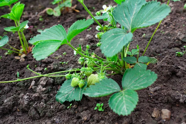 Unripe strawberries are growing on a branch — Stock Photo, Image
