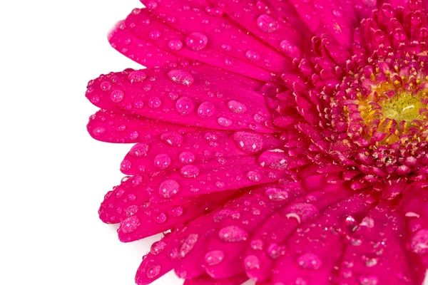 Růžová gerbera izolovaná na bílém — Stock fotografie